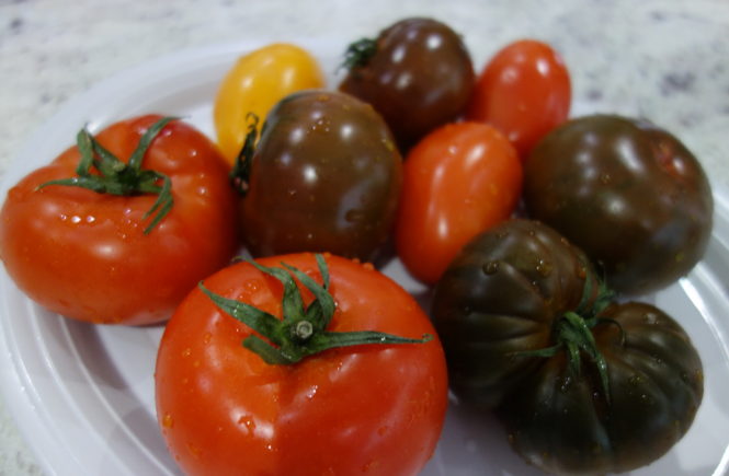 various coloured tomatoes